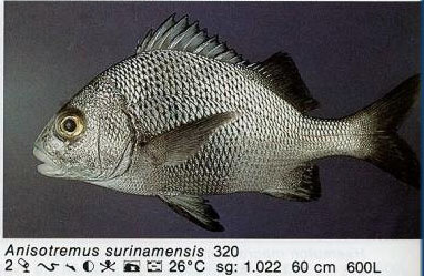Anisotremus surinamensis
